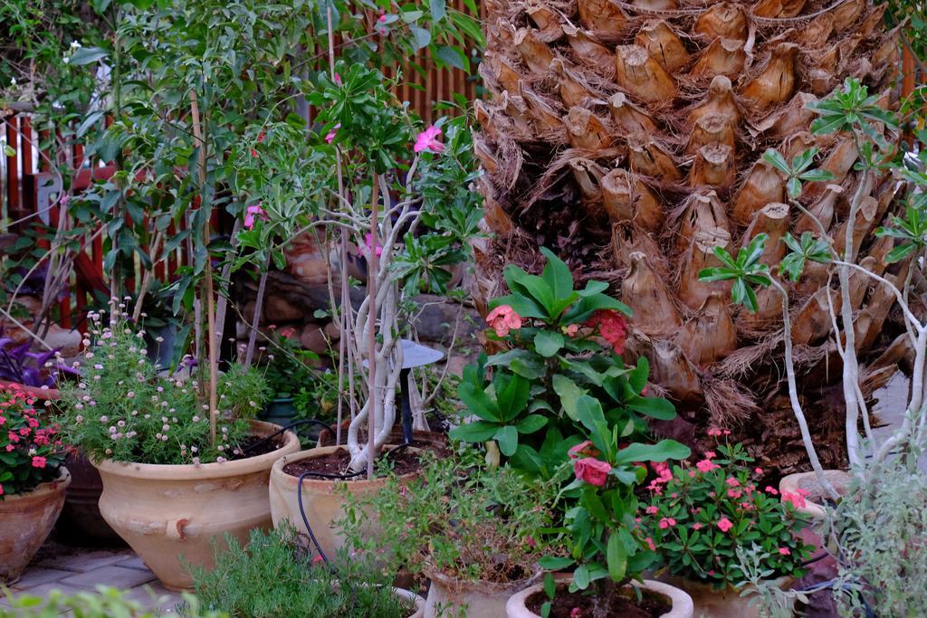 Gil'S Guest Rooms Neve Zohar Δωμάτιο φωτογραφία