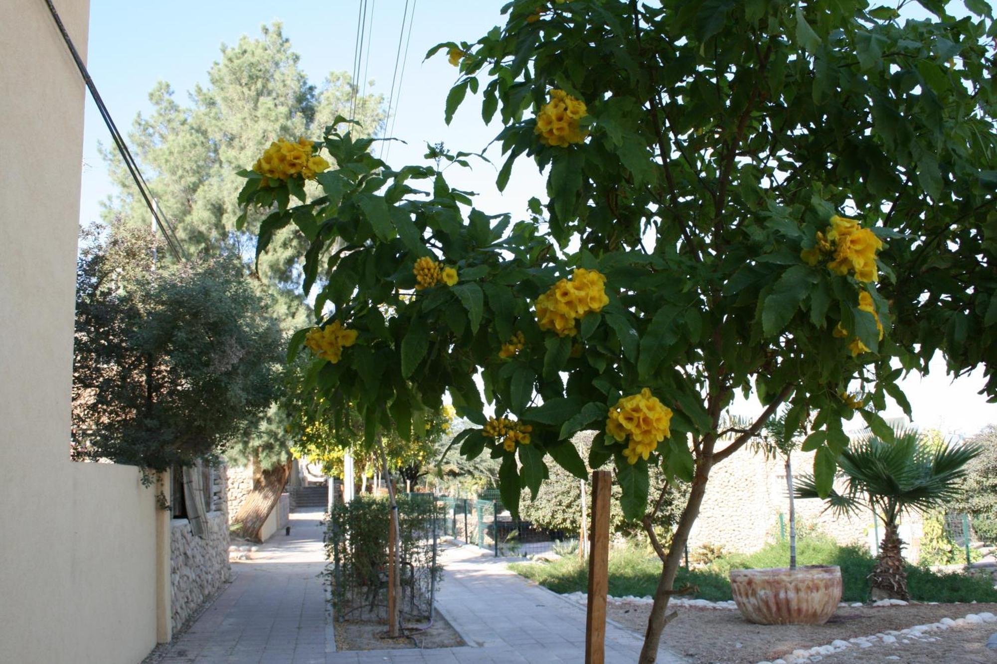 Gil'S Guest Rooms Neve Zohar Εξωτερικό φωτογραφία